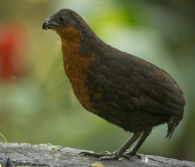 wood-quail